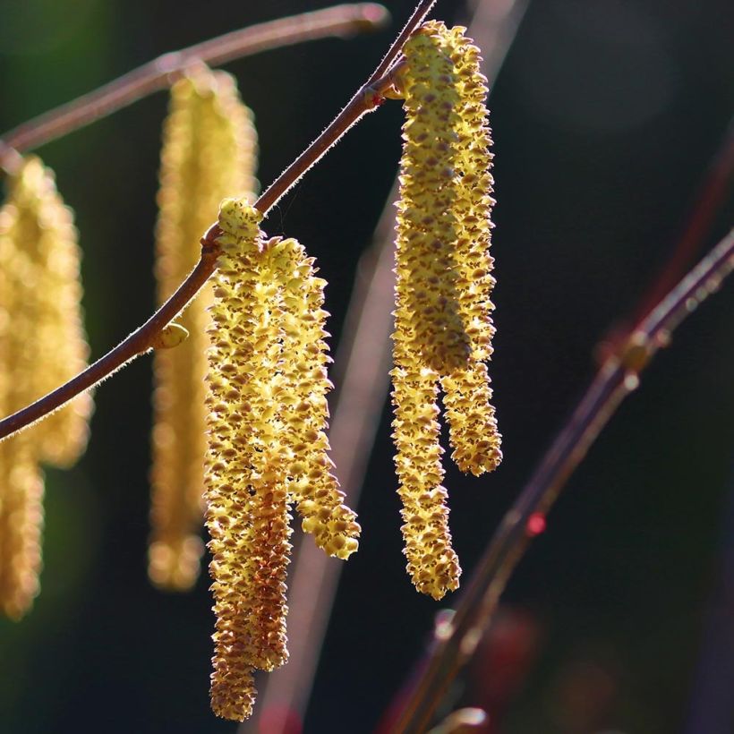 Haselnuss Webb's Prize Cobb - Corylus avellana (Blüte)