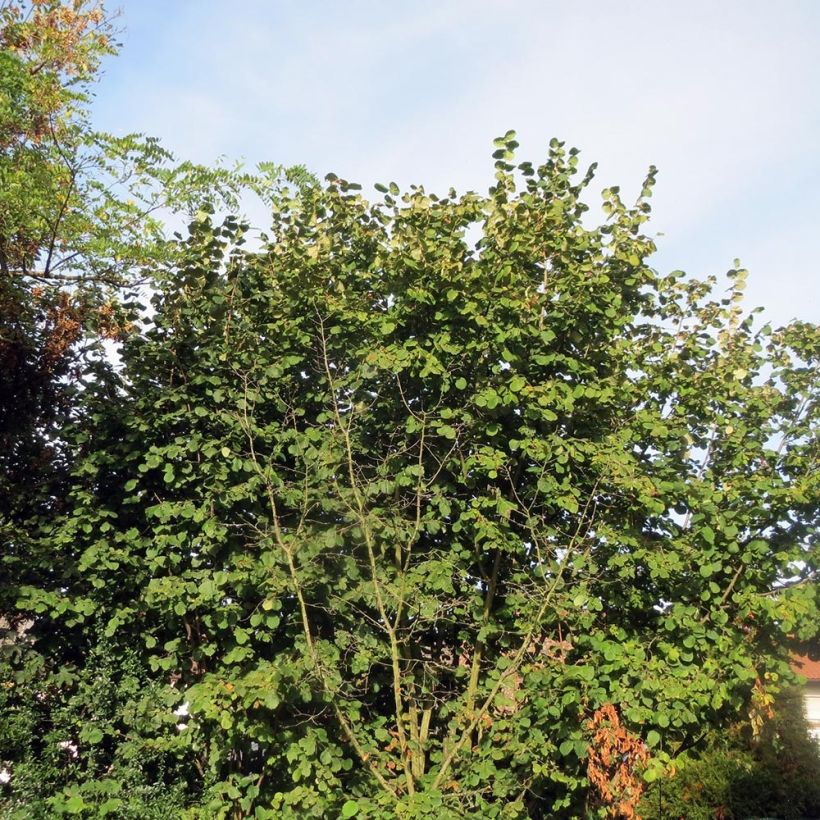 Haselnuss Webb's Prize Cobb - Corylus avellana (Hafen)