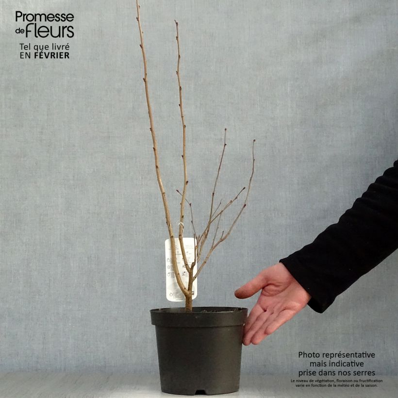 Exemplar von Roter Lambertshasel Purpurea - Corylus maxima Topf mit 3L/4L wie im Winter geliefert