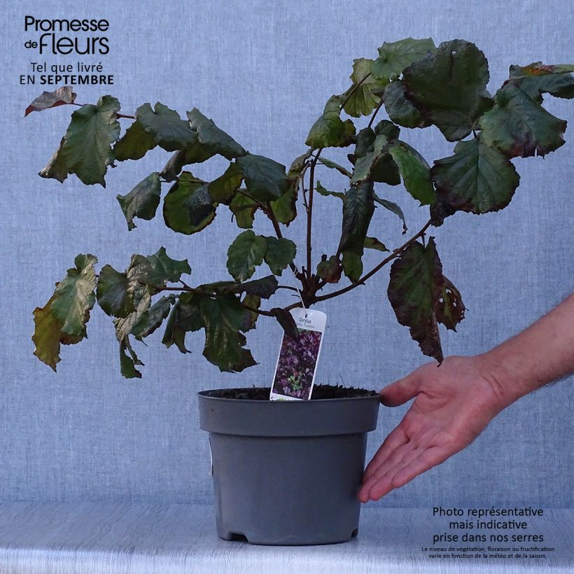 Exemplar von Roter Lambertshasel Purpurea - Corylus maxima Topf mit 3L/4L wie im Herbst geliefert