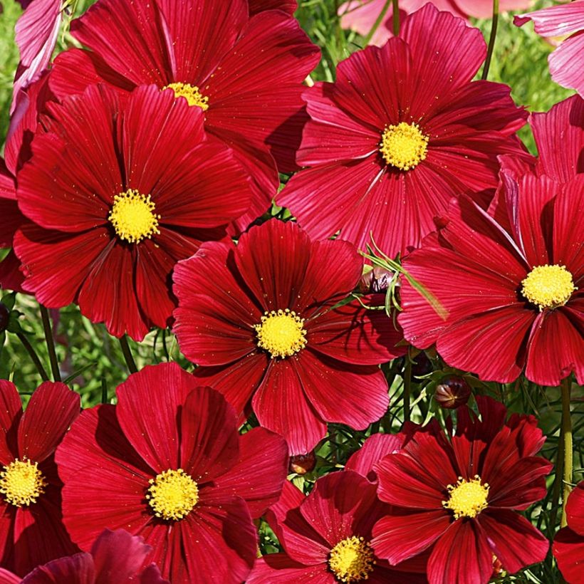 Schmuckkörbchen Rubenza Red Carmin - Cosmos (Blüte)