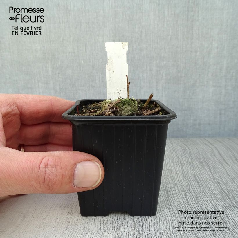 Exemplar von Schokoladen-Kosmee Chocamocha - Cosmos atrosanguineus Kleine Töpfe von 7/8 cm wie im Winter geliefert