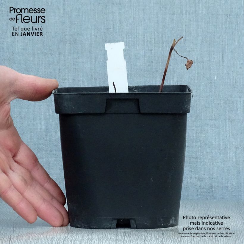 Exemplar von Schokoladen-Kosmee Chocamocha - Cosmos atrosanguineus Topf mit 2L/3L wie im Winter geliefert