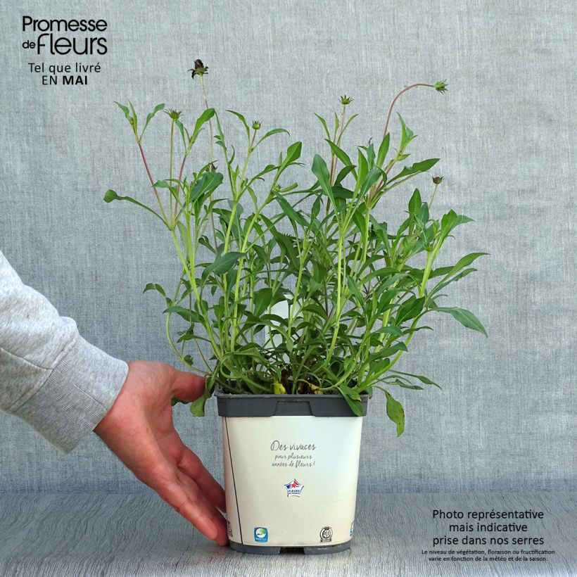 Exemplar von Schokoladen-Kosmee Chocamocha - Cosmos atrosanguineus Topf mit 2L/3L wie im Frühjahr geliefert