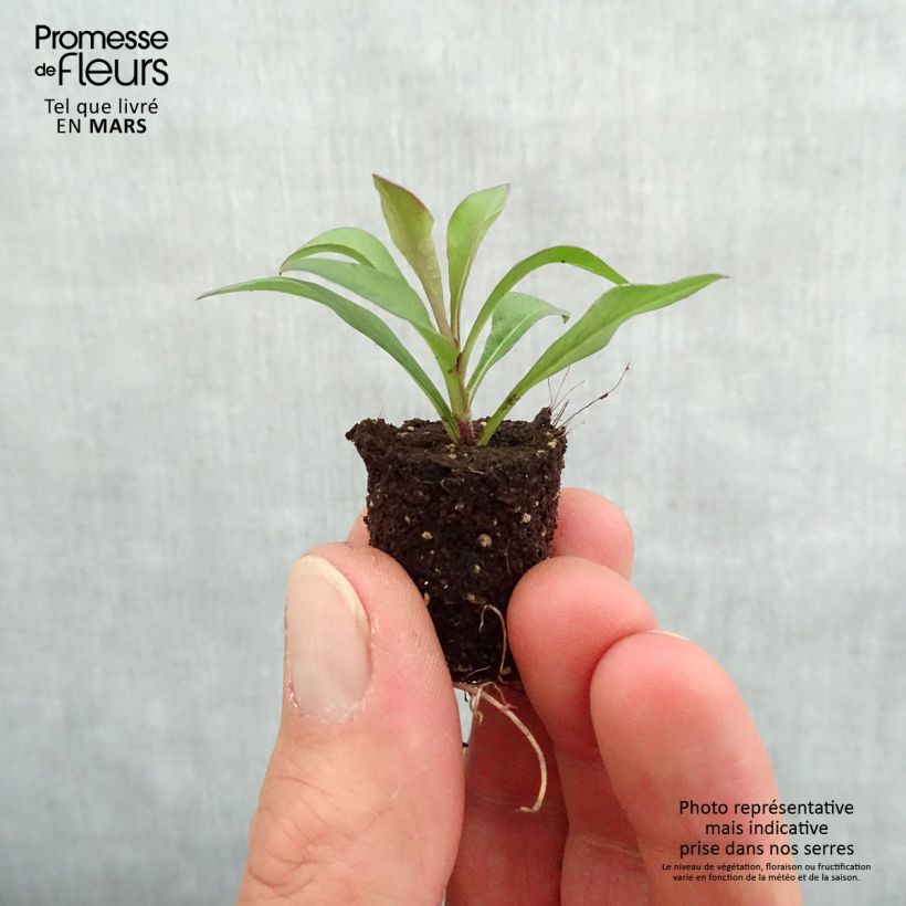 Exemplar von Schokoladen-Kosmee Chocamocha - Cosmos atrosanguineus Mini-Plug Ø 1,5/2,5 cm wie im Frühjahr geliefert