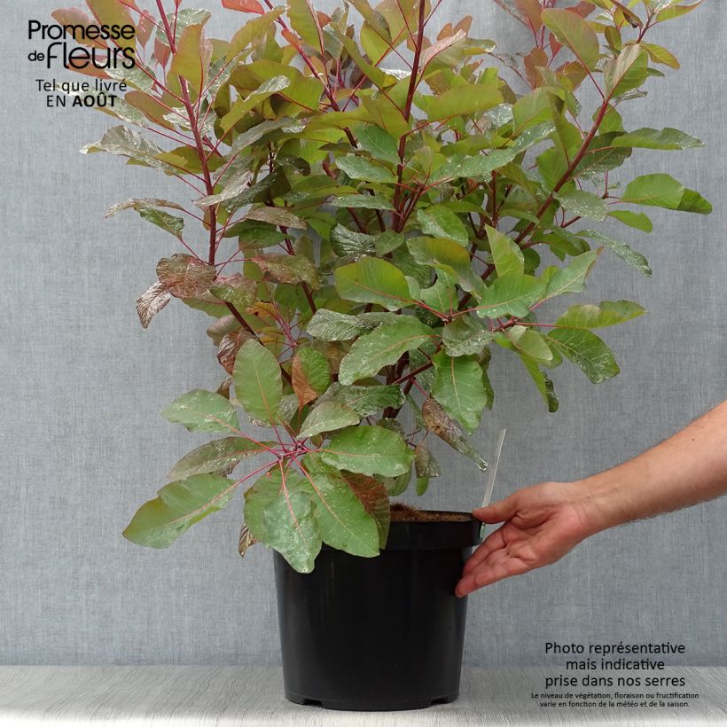 Exemplar von Perückenstrauch Grace - Cotinus Topf mit 7,5L/10L wie im Sommer geliefert