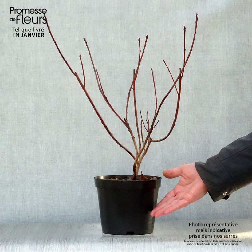 Exemplar von Perückenstrauch Grace - Cotinus Topf mit 2L/3L wie im Winter geliefert