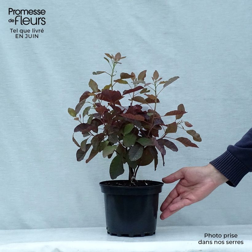 Exemplar von Perückenstrauch Grace - Cotinus Topf mit 2L/3L wie im Sommer geliefert