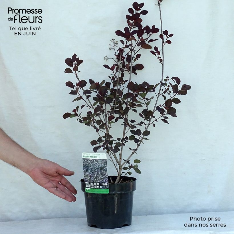 Exemplar von Perückenstrauch Dusky Maiden - Cotinus coggygria Topf mit 3L/4L wie im Sommer geliefert