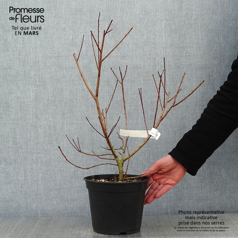 Exemplar von Perückenstrauch Flamissimo - Cotinus coggygria Topf mit 3L/4L wie im Winter geliefert