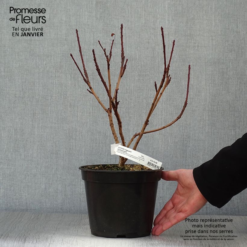 Exemplar von Perückenstrauch Old Fashioned - Cotinus coggygria Topf mit 3L/4L wie im Winter geliefert