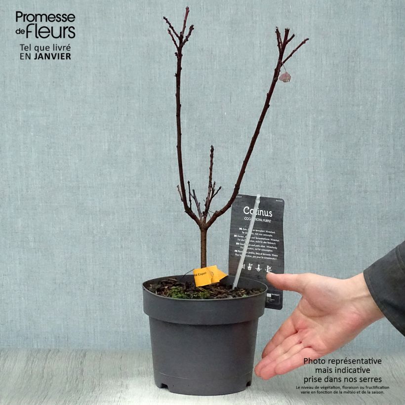 Exemplar von Perückenstrauch Royal Purple - Cotinus coggygria Topf mit 2L/3L wie im Winter geliefert