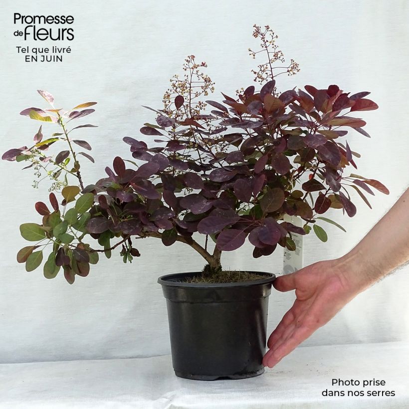 Exemplar von Perückenstrauch Royal Purple - Cotinus coggygria Topf mit 2L/3L wie im Sommer geliefert