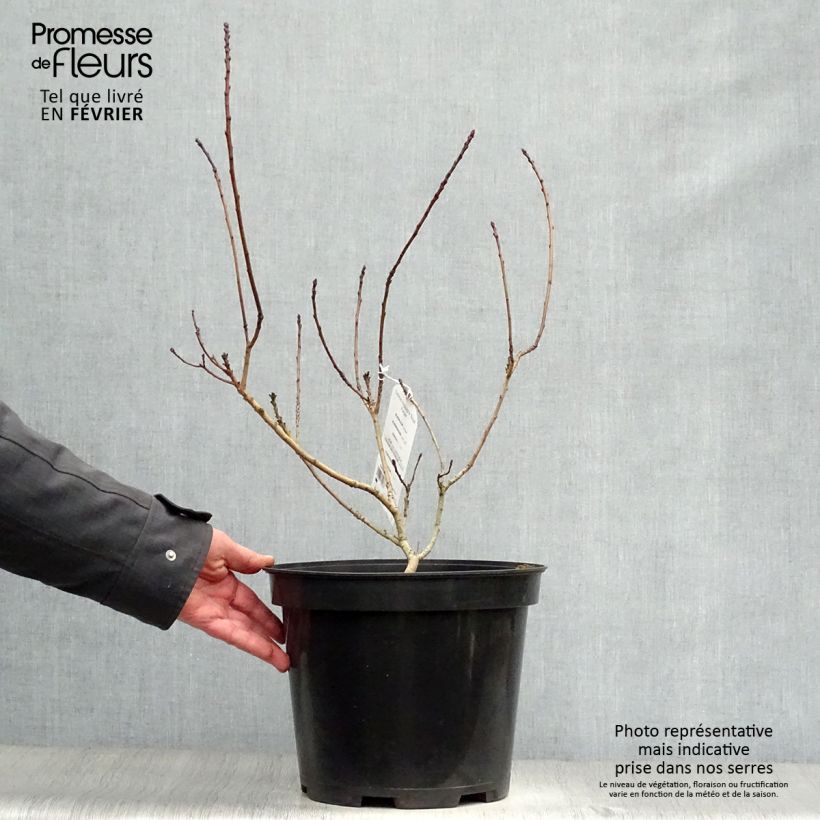 Exemplar von Perückenstrauch Royal Purple - Cotinus coggygria Topf mit 4L/5L wie im Winter geliefert