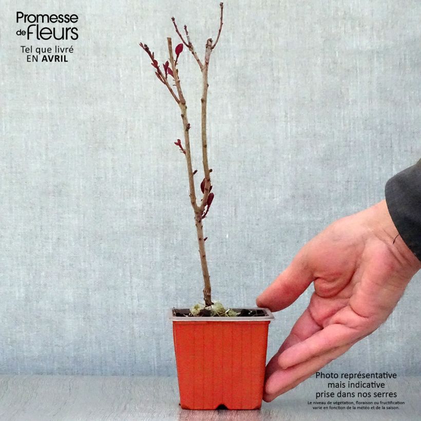 Exemplar von Perückenstrauch Royal Purple - Cotinus coggygria Kleine Töpfe von 8/9 cm wie im Frühjahr geliefert