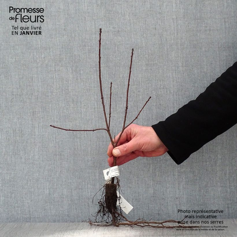 Exemplar von Perückenstrauch Royal Purple - Cotinus coggygria Wurzelnackt wie im Winter geliefert