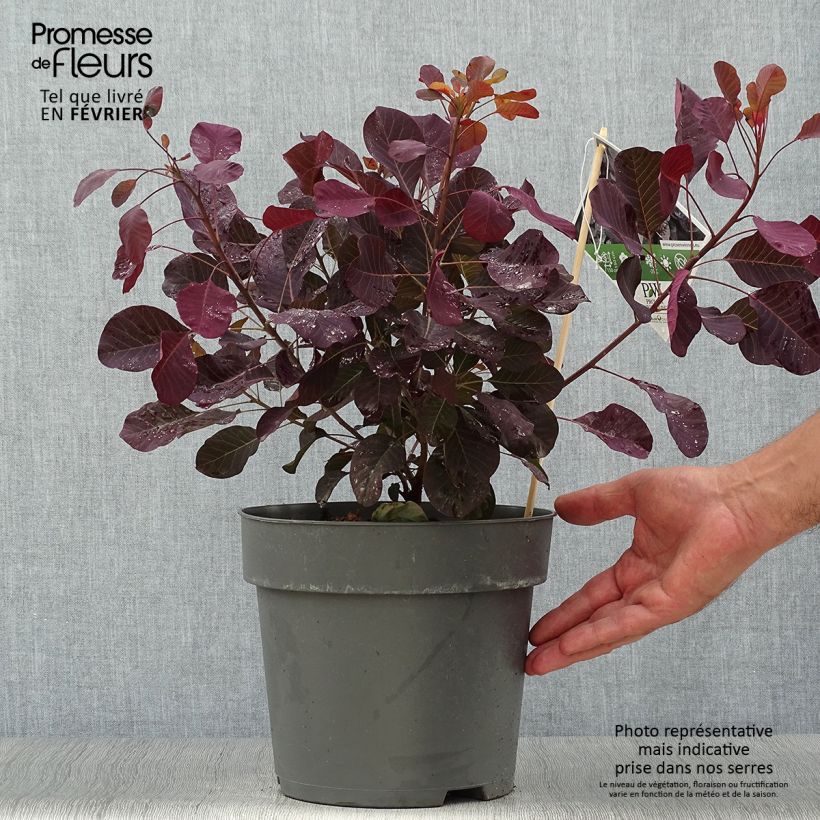 Exemplar von Perückenstrauch Winecraft Black - Cotinus coggygria Topf mit 3L/4L wie im Herbst geliefert