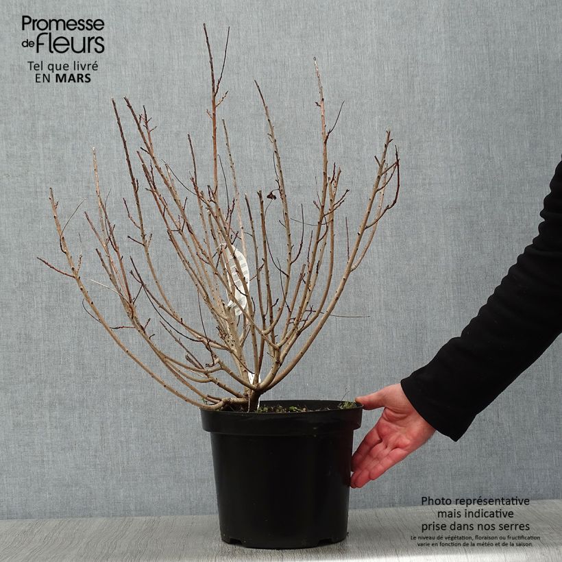 Exemplar von Perückenstrauch Young Lady - Cotinus coggygria Topf mit 6L/7L wie im Winter geliefert