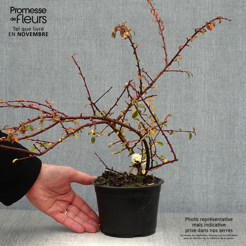 Exemplar von Cotoneaster suecicus Skogholm - Zwergmispel Topf mit 1L/1,5L wie im Herbst geliefert