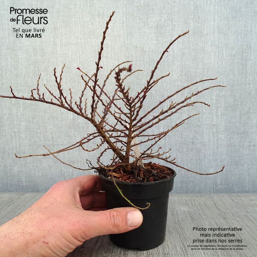 Exemplar von Cotoneaster adpressus Little Gem - Zwergmispel Topf 10 cm/11cm wie im Winter geliefert