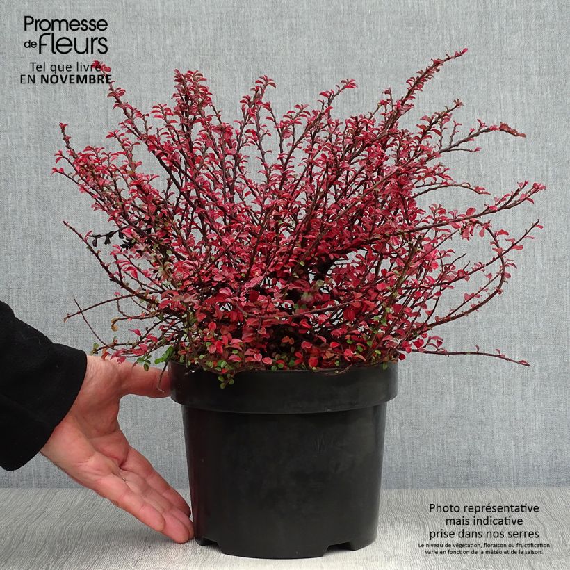 Exemplar von Cotoneaster adpressus Little Gem - Zwergmispel Topf mit 2L/3L wie im Herbst geliefert