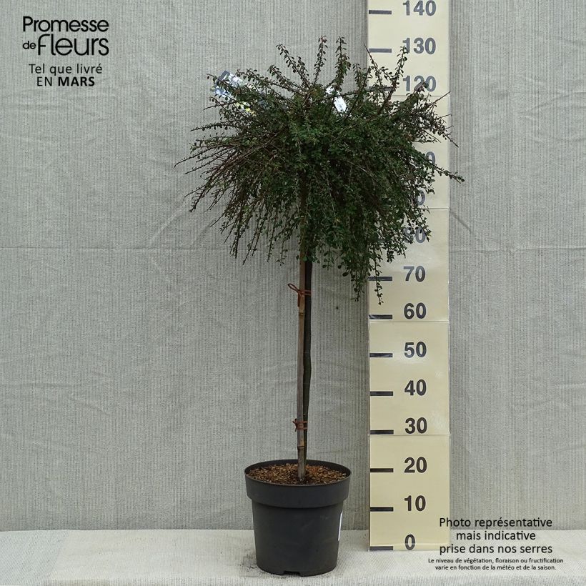 Exemplar von Cotoneaster congestus - Zwergmispel Topf mit 7,5L/10L, Stamm wie im Frühjahr geliefert