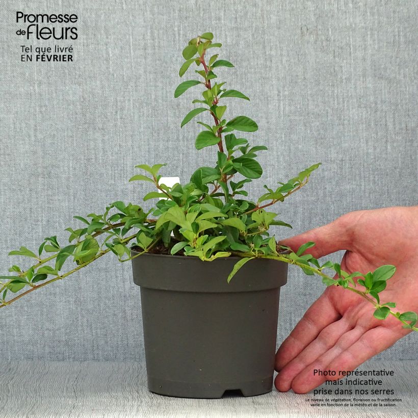 Exemplar von Cotoneaster dammeri - Teppich-Zwergmispel Topf mit 1L/1,5L wie im Herbst geliefert