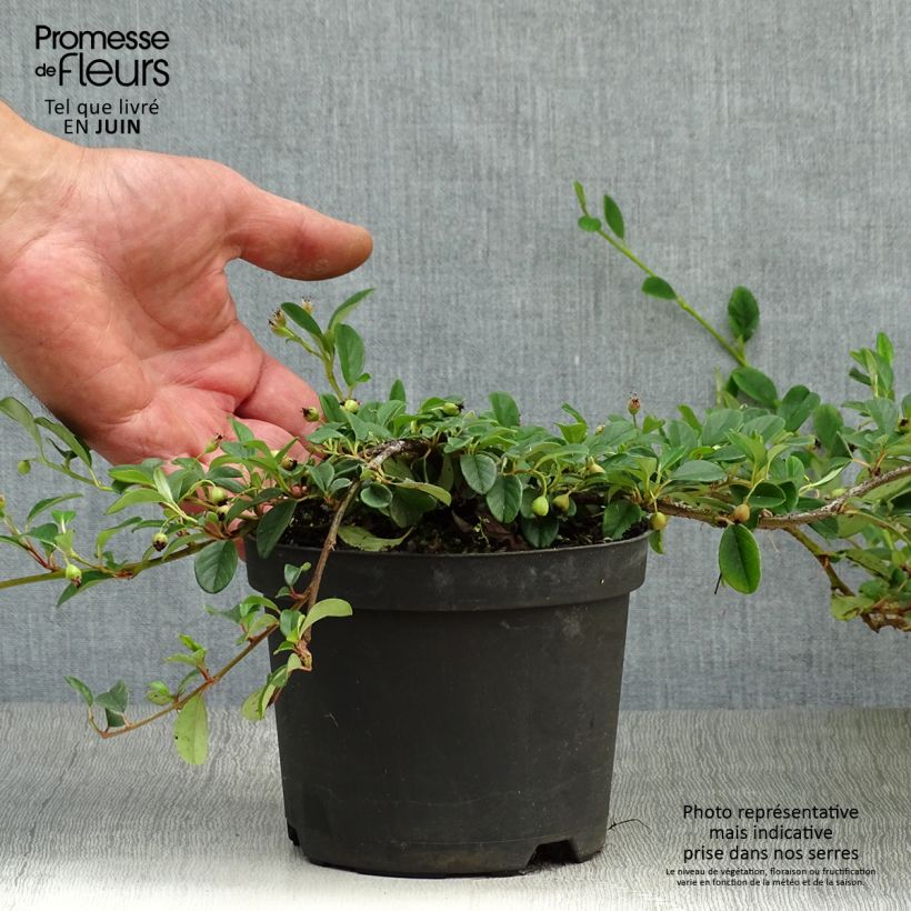 Exemplar von Cotoneaster dammeri - Teppich-Zwergmispel Topf mit 1L/1,5L wie im Sommer geliefert