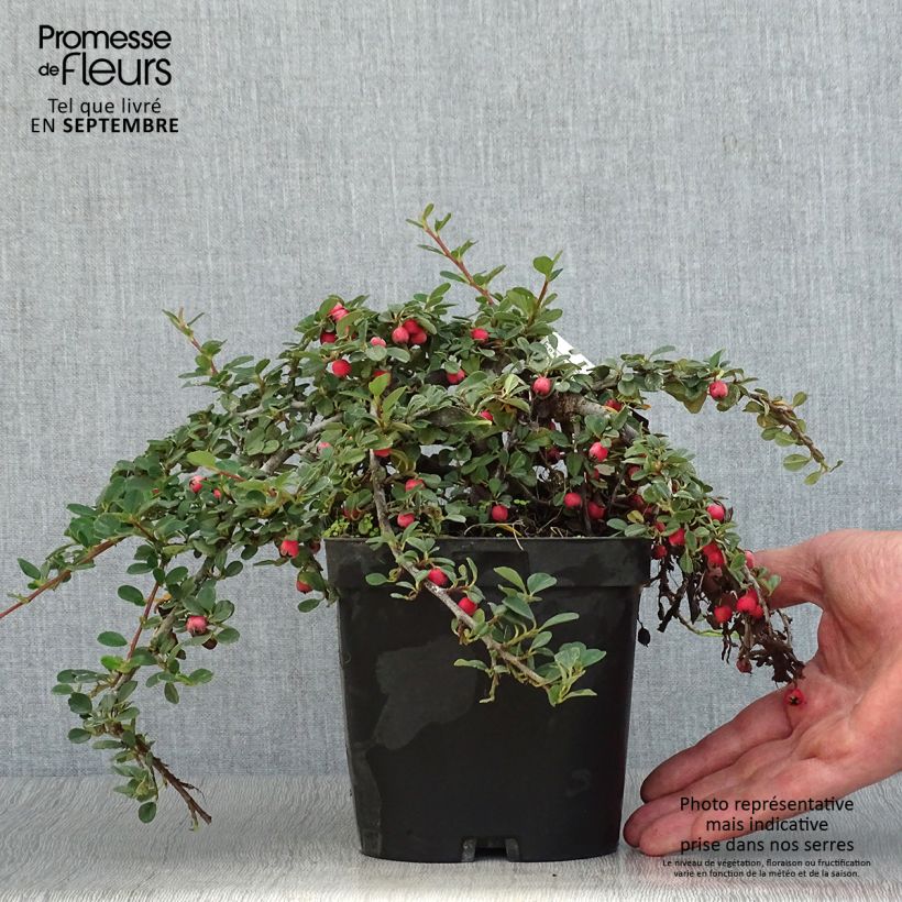 Exemplar von Cotoneaster dammeri Evergreen - Teppich-Zwergmispel Topf mit 2L/3L wie im Herbst geliefert