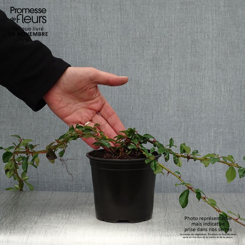 Exemplar von Cotoneaster dammeri Major - Teppich-Zwergmispel Topf mit 1L/1,5L wie im Herbst geliefert
