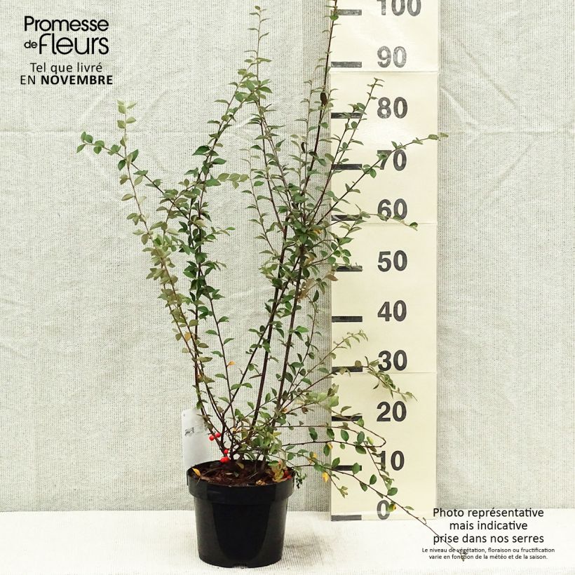 Exemplar von Cotoneaster franchetii - Zwergmispel Topf mit 2L/3L wie im Herbst geliefert