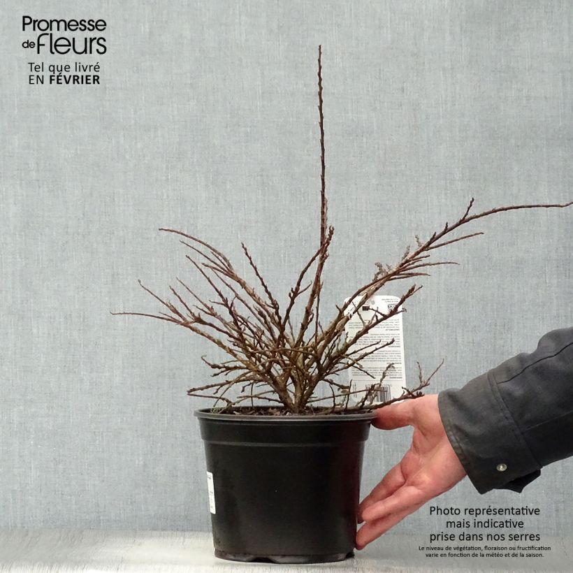 Exemplar von Cotoneaster horizontalis - Zwergmispel Topf mit 2L/3L wie im Winter geliefert