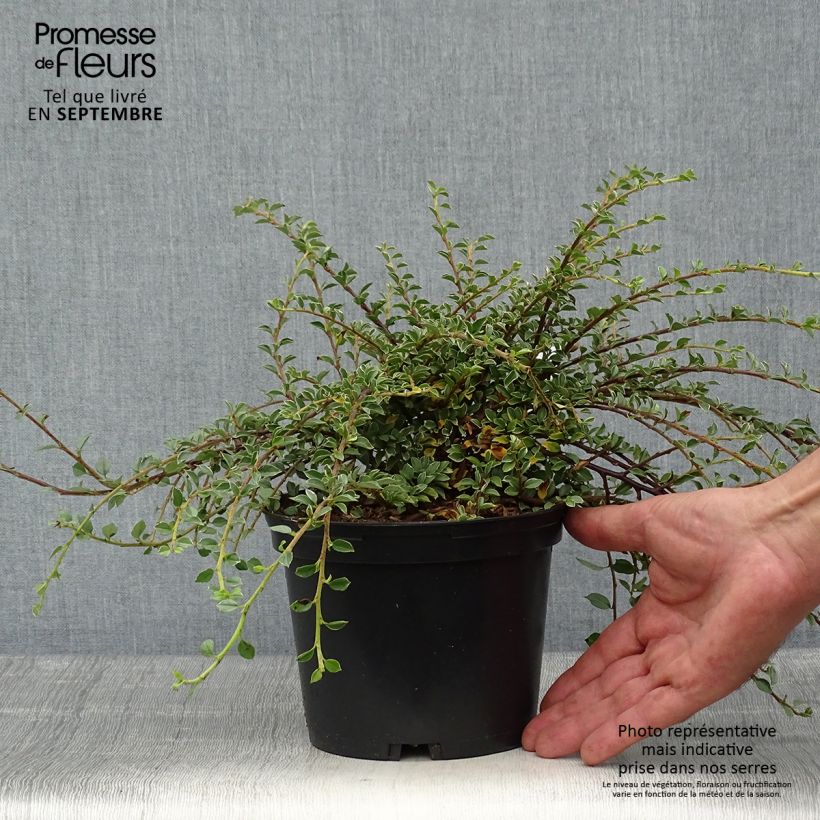 Exemplar von Cotoneaster horizontalis Variegatus - Zwergmispel Topf mit 2L/3L wie im Herbst geliefert