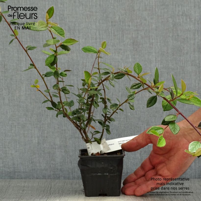 Exemplar von Cotoneaster lacteus - Zwergmispel Kleine Töpfe von 8/9 cm wie im Frühjahr geliefert