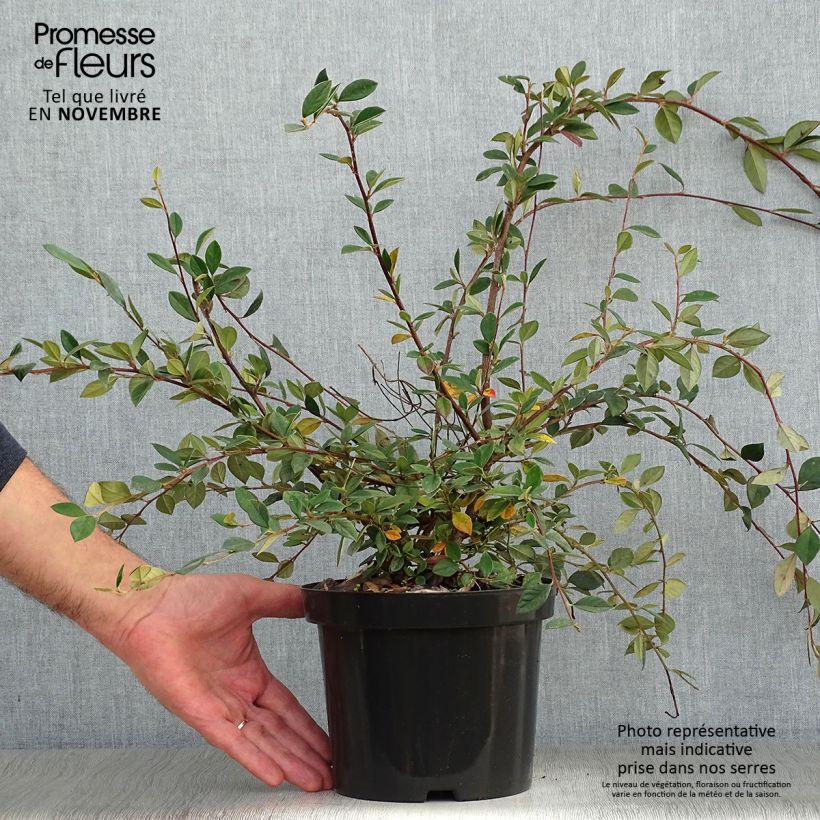 Exemplar von Cotoneaster lacteus - Zwergmispel Topf mit 2L/3L wie im Herbst geliefert