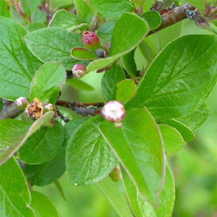 Cotoneaster lucidus - Zwergmispel (Laub)