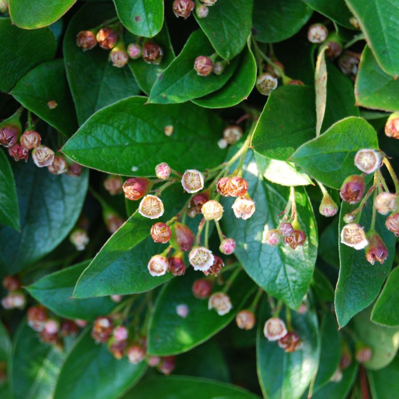 Cotoneaster lucidus - Zwergmispel (Blüte)