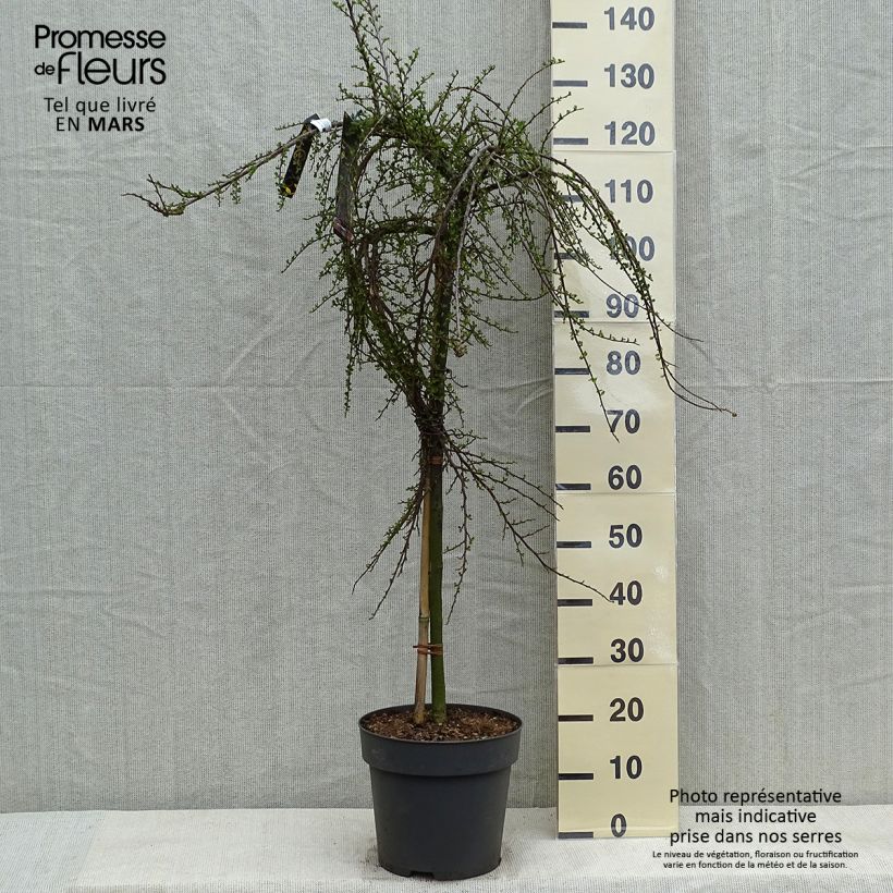 Exemplar von Cotoneaster praecox Boer - Zwergmispel Topf mit 7,5L/10L, Stamm wie im Frühjahr geliefert