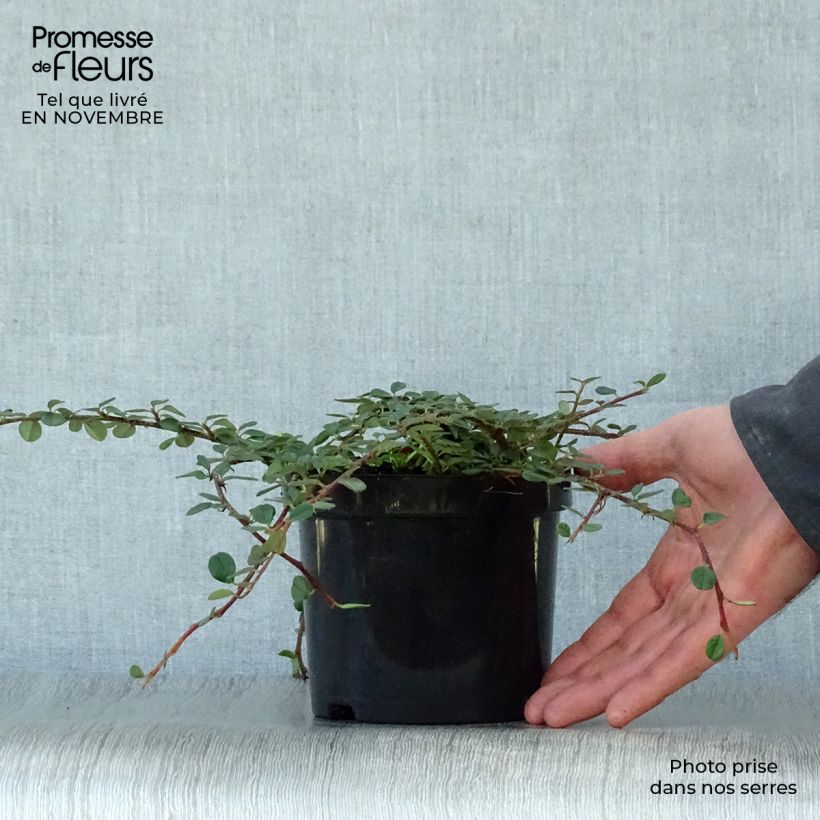 Exemplar von Cotoneaster procumbens Queen of Carpets - Teppich-Zwergmispel Topf mit 1L/1,5L wie im Herbst geliefert