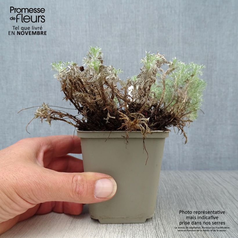 Exemplar von Cotula hispida - Laugenblume Kleine Töpfe von 8/9 cm wie im Herbst geliefert