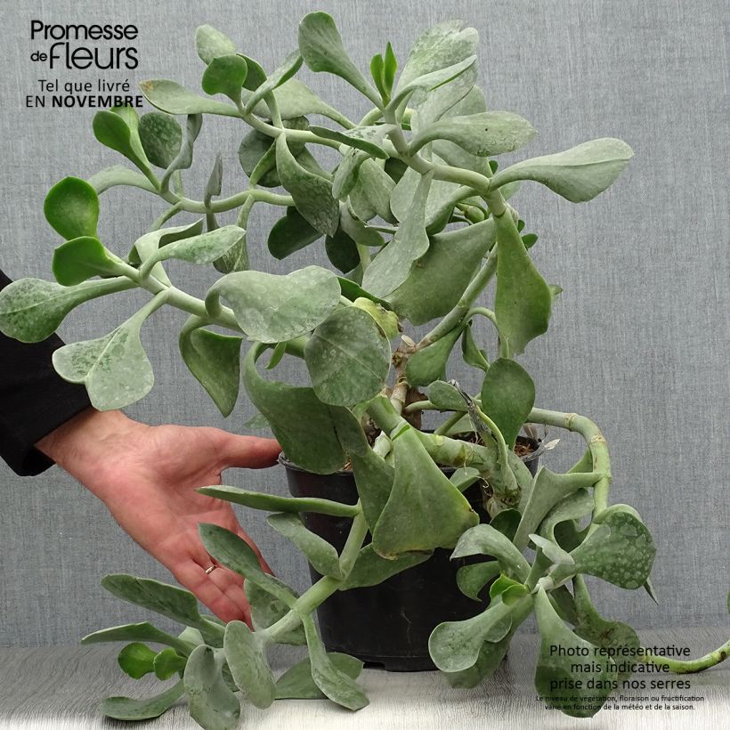 Exemplar von Cotyledon orbiculata Gray - Cotyledon Topf mit 3L/4L wie im Herbst geliefert
