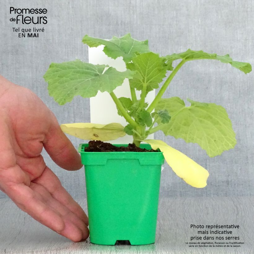 Exemplar von Kürbis-Spaghetti Topf 10 cm/11cm wie im Frühjahr geliefert