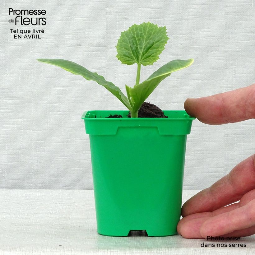 Exemplar von Garten-Kürbis Floridor F1 Topf 10 cm/11cm wie im Frühjahr geliefert