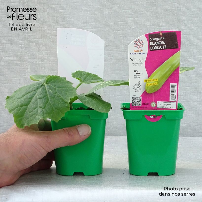 Exemplar von Garten-Kürbis Lorea F1 Topf 10 cm/11cm wie im Frühjahr geliefert