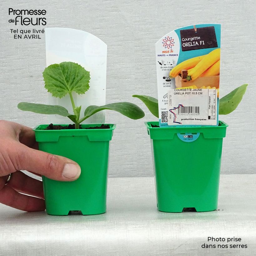 Exemplar von Garten-Kürbis Orelia F1 Topf 10 cm/11cm wie im Frühjahr geliefert