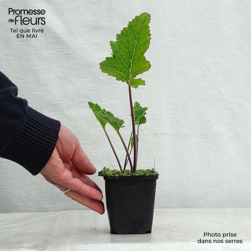 Exemplar von Crambe cordifolia - Riesenschleierkraut Kleine Töpfe von 8/9 cm wie im Frühjahr geliefert