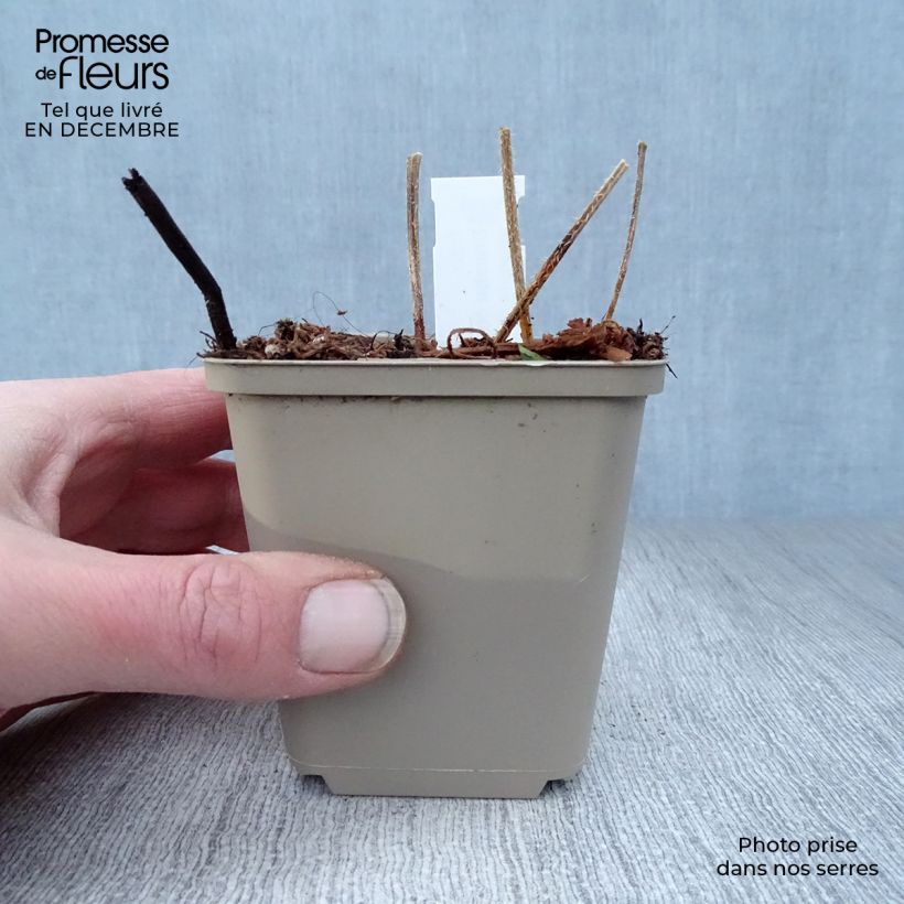 Exemplar von Crambe cordifolia - Riesenschleierkraut Kleine Töpfe von 8/9 cm wie im Winter geliefert