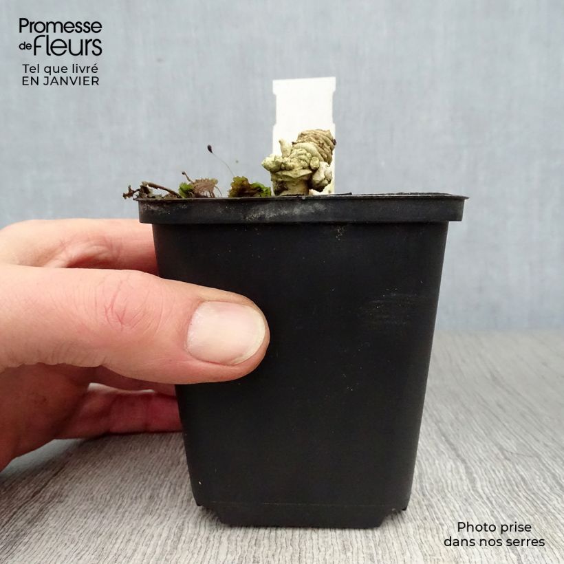 Exemplar von Echter Meerkohl - Crambe maritima Kleine Töpfe von 8/9 cm wie im Winter geliefert