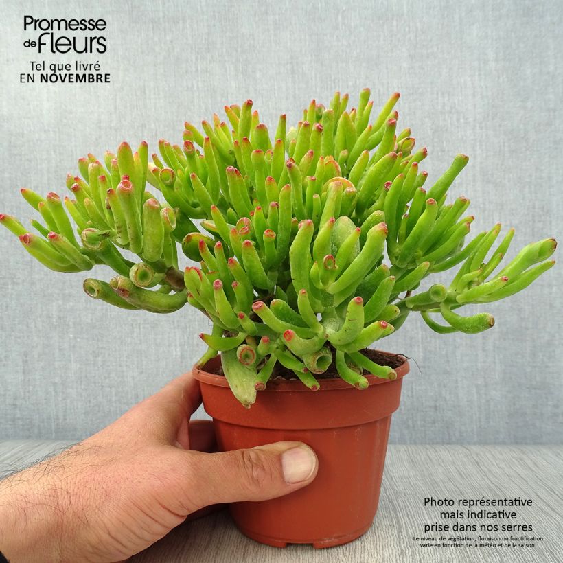 Exemplar von Crassula ovata Hobbit - Geldbaum Topf 12 cm / 13 cm wie im Herbst geliefert