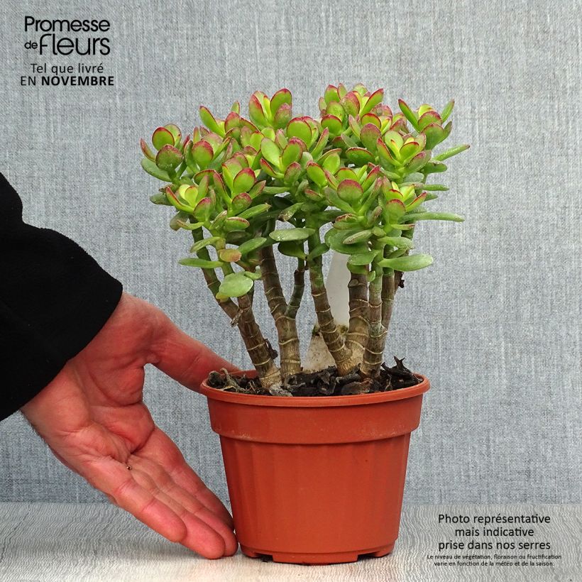Exemplar von Crassula ovata Minor - Geldbaum Topf mit 1,5L/2L wie im Herbst geliefert